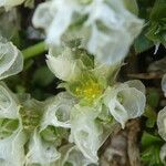 Paronychia kapela Flower