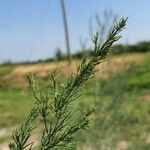 Asparagus officinalis Ліст