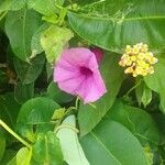 Ipomoea cairicaLorea