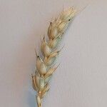 Triticum aestivum Плод