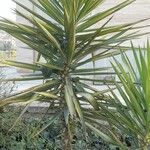 Yucca aloifolia Blatt