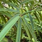 Ficus spp. Levél