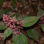 Miconia granatensis Drugo