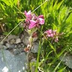 Pedicularis cenisia Flower