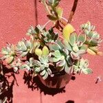 Echeveria pulvinata Ліст