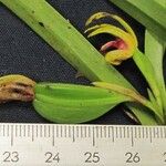 Camaridium gomezianum Beste bat
