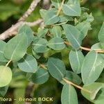 Salix caesia Mosusu