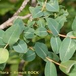 Salix caesia Beste bat