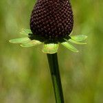 Rudbeckia occidentalis Costuma