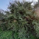 Ziziphus spina-christi Natur