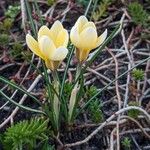 Crocus chrysanthus Flor
