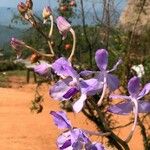 Vanda coerulescens Flor