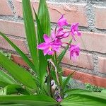 Spathoglottis plicataFlower