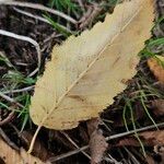Ulmus laevis ഇല