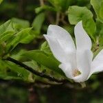 Magnolia salicifolia Blodyn