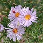 Symphyotrichum novi-belgii പുഷ്പം