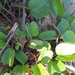 Ipomoea pes-caprae Leaf