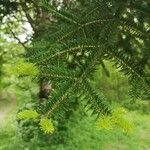 Abies cephalonica Leaf