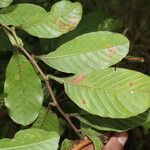 Davilla nitida Yaprak
