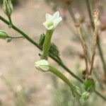 Nicotiana acuminata Blomst