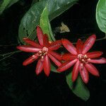 Passiflora glandulosa Flower