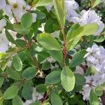 Exochorda × macrantha Leaf