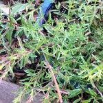 Satureja hortensis পাতা