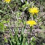 Scorzonera austriaca Flower