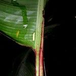 Heliconia sarapiquensis ᱪᱷᱟᱹᱞᱤ