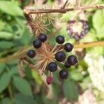 Aralia californica Owoc