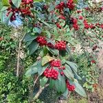 Cotoneaster frigidus Fruit