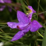 Calopogon tuberosus Kukka