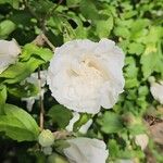 Hibiscus syriacusFleur