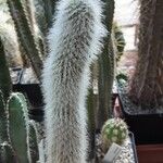 Cleistocactus strausii Alkat (teljes növény)