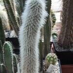 Cleistocactus strausii Habitus