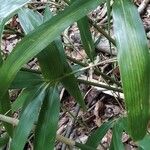 Phyllostachys sulphurea Hoja