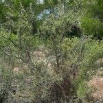 Rhamnus lycioides Συνήθη χαρακτηριστικά