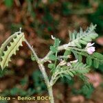 Astragalus pelecinus Sonstige