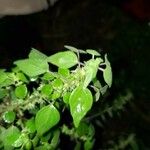 Parietaria floridana Hoja