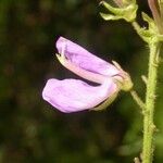 Desmodium cuspidatum Flor