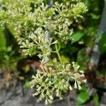 Mikania micrantha Blüte