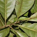Bourreria costaricensis Likasa