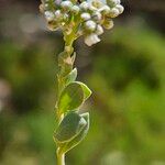 Corrigiola telephiifolia Frunză