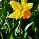 Narcissus pseudonarcissus फूल