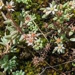 Sedum hispanicum 葉