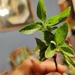 Stevia rebaudiana Blatt