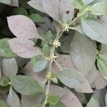 Alternanthera ficoidea Frunză