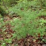 Asparagus tenuifolius Habitus