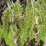 Pseudotsuga macrocarpa Yeri