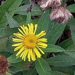 Pentanema britannica Flower